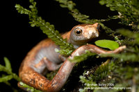 Amazon Climbing Salamander - Bolitoglossa sp.