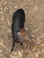 Image of: Cephalophus silvicultor (yellow-backed duiker)