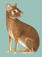 Image of: Dolichotis salinicola (Chacoan mara)