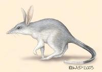 Image of: Macrotis lagotis (bilby)