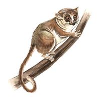 Image of: Microcebus murinus (gray mouse lemur)