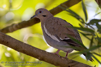 Zenaida asiatica - White-winged Dove