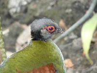 Rollulus rouloul - Crested Partridge