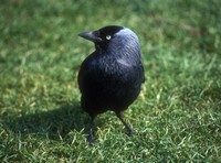 Corvus monedula - Eurasian Jackdaw