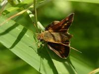 Image of: Polites mystic (long dash skipper)