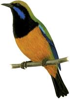 Image of: Chloropsis hardwickii (orange-bellied leafbird)