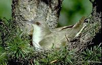 Image of: Coccyzus erythopthalmus (black-billed cuckoo)