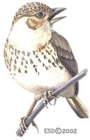 Image of: Mirafra javanica (Australasian lark)