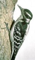 Image of: Picoides villosus (hairy woodpecker)