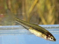 Pseudorasbora parva - Topmouth Gudgeon