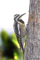 Image of: Sphyrapicus varius (yellow-bellied sapsucker)