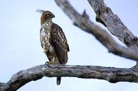 Image of: Spizaetus cirrhatus (changeable hawk-eagle)