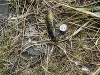 Image of: Ariolimax columbianus (banana slug)