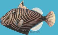 Image of: Balistapus undulatus (redlined triggerfish)