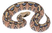 Image of: Bitis gabonica (Gaboon viper)