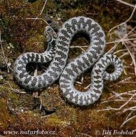 Vipera berus - Adder