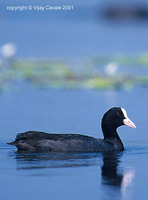 Common Coot - Fulica atra