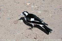 Magpie-lark - Grallina cyanoleuca