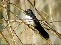 Willie-wagtail - Rhipidura leucophrys