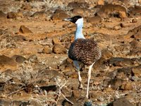 Heuglin's Bustard - Neotis heuglinii