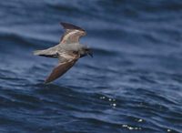 Ashy Storm-Petrel (Oceanodroma homochroa) photo