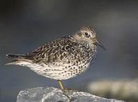 Purple Sandpiper (Calidris maritima) photo