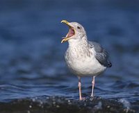 Vega (East Siberian) Gull (Larus vegae) photo