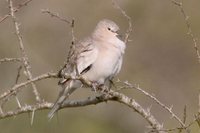 Picui Ground-Dove - Columbina picui