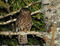 Morepork - Ninox novaeseelandiae