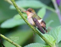 Tufted Coquette - Lophornis ornatus