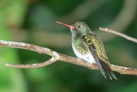 Glittering-throated Emerald - Polyerata fimbriata