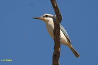 Red-backed Kingfisher - Todirhamphus pyrrhopygia