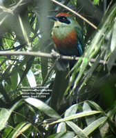 Rufous-capped Motmot - Baryphthengus ruficapillus