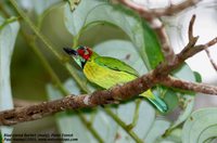 Blue-eared Barbet - Megalaima australis