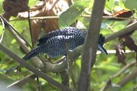 Fasciated Antshrike - Cymbilaimus lineatus