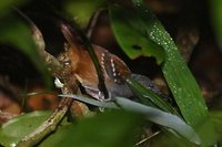 Southern Chestnut-tailed Antbird - Myrmeciza hemimelaena