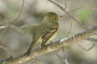 Cordilleran Flycatcher - Empidonax occidentalis