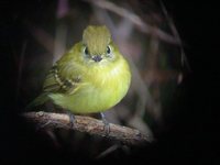 Yellowish Flycatcher - Empidonax flavescens