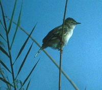 Madagascar Cisticola - Cisticola cherinus