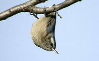 Snowy-browed Nuthatch - Sitta villosa