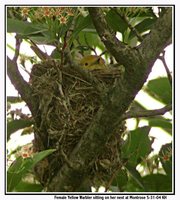 Yellow Warbler - Dendroica petechia