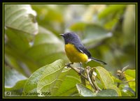 Slate-throated Redstart - Myioborus miniatus