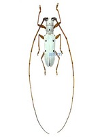 흰염소하늘소 - Olenecamptus subobliteratus