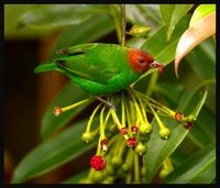 Bay-headed Tanager 3