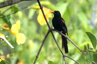 Epaulet  oriole