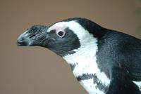 African Penguin (adult)