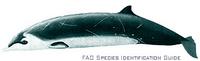 Hector's Beaked Whale - Mesoplodon hectori