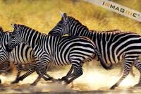 Zebra running (Equus burchelli) photo