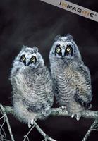 Long-eared Owl chicks (Aslo otus) photo