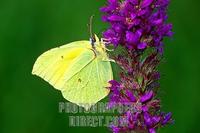 Brimstone ( Gonepteryx rhamni ) , fam . Pieridae , on purple loosestrife blossom stock photo